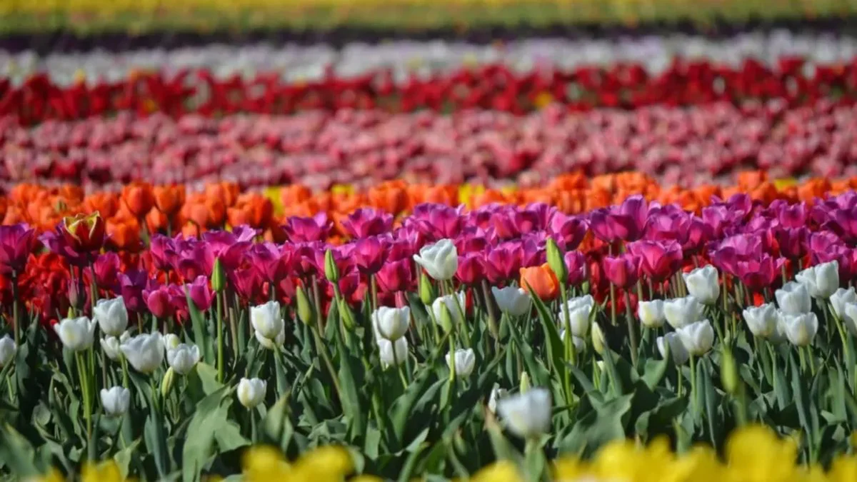 Tulipanes en Trevelin y 28 de Julio