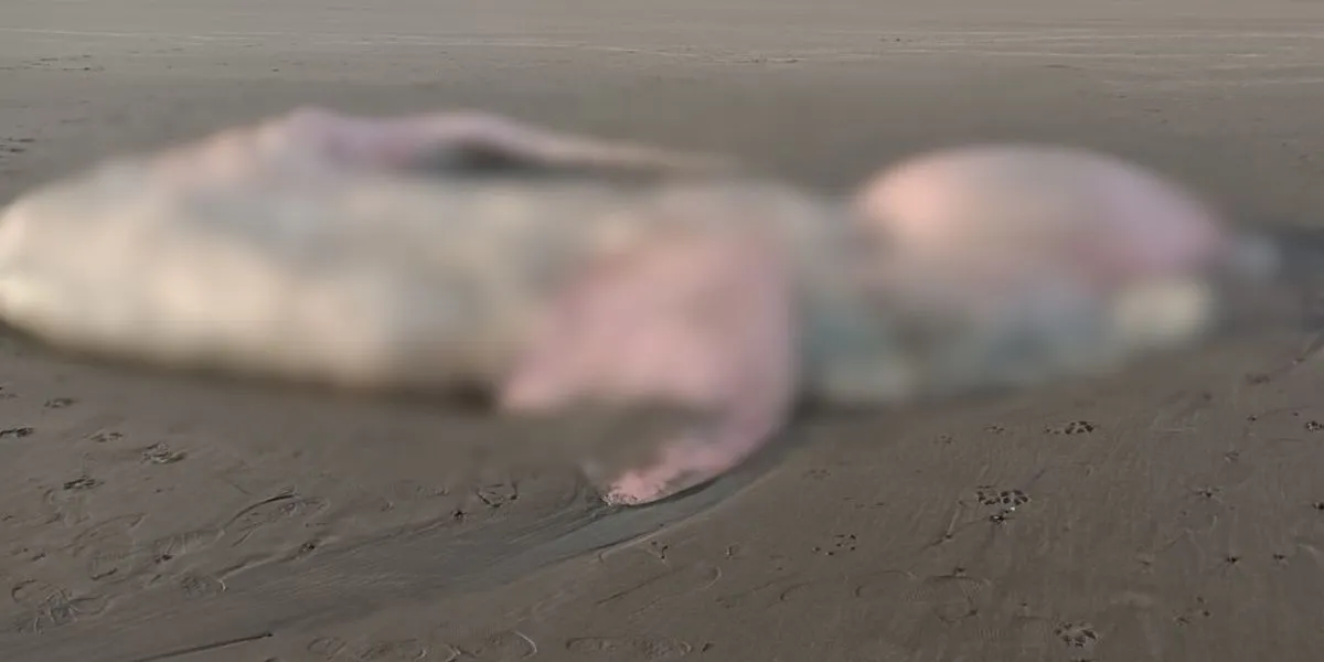 Ballena costa Madryn