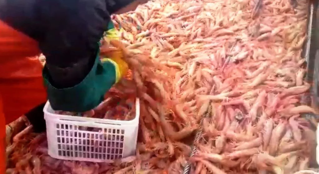PROSPECCIÓN DE LANGOSTINO DE CHUBUT ARROJA BUENOS RESULTADOS