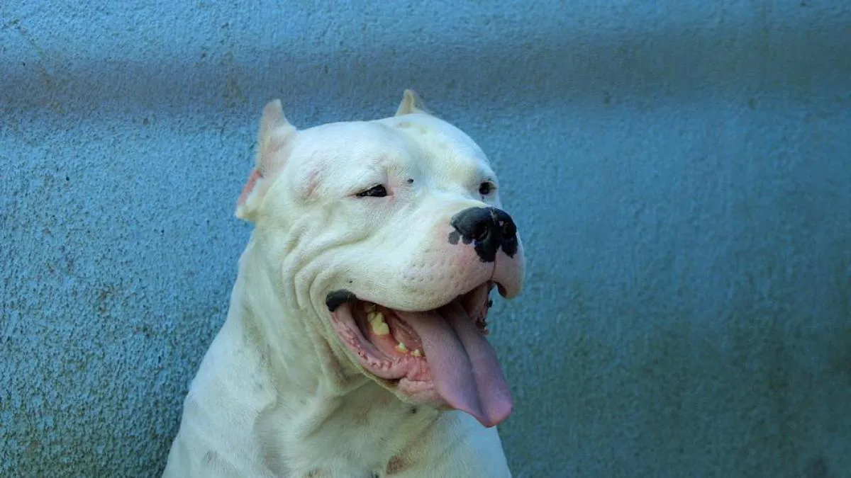 Raza Dogo