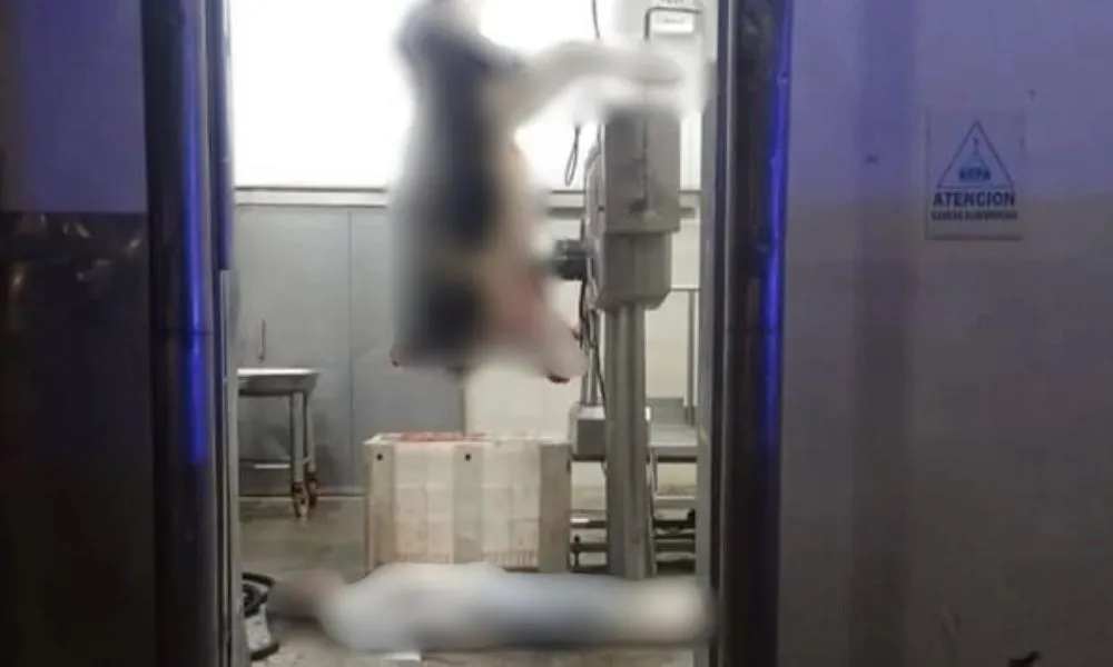 Murió un trabajador de un frigorífico