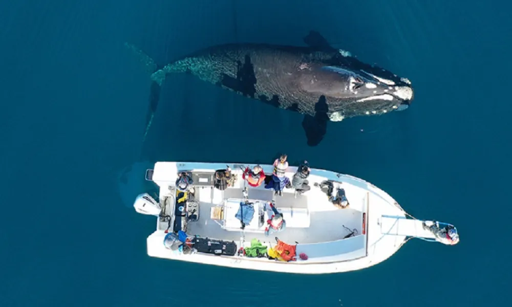 ballenas