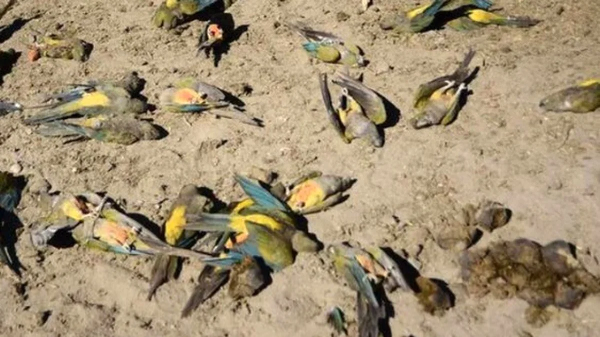 Loros muertos foto ilustrativa