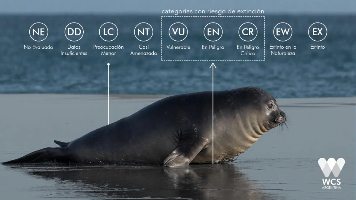 Categoría Elefantes