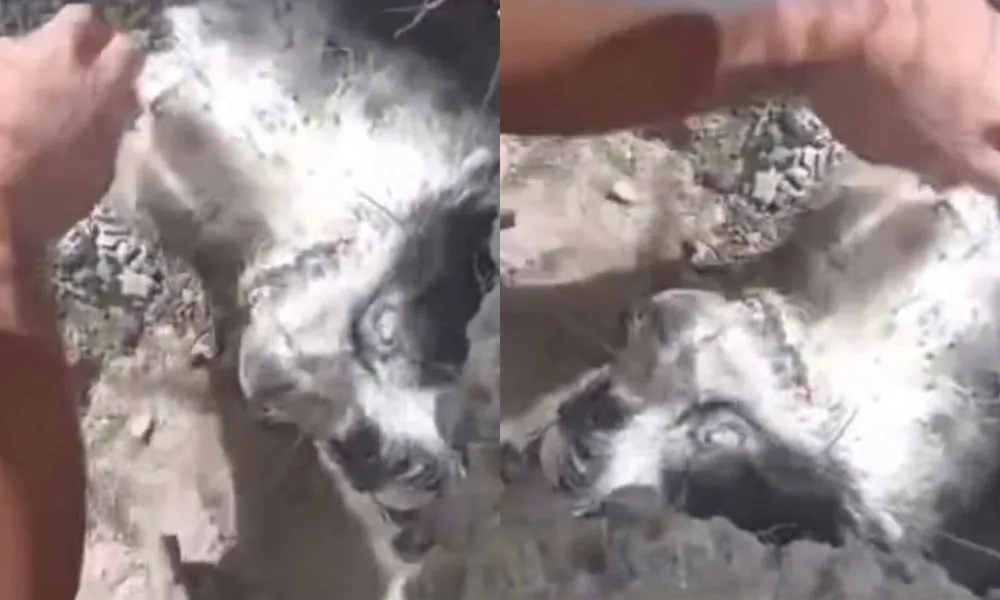 Rescate de perro enterrado