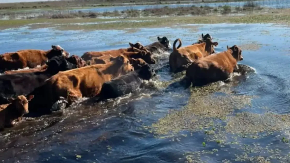 Ganado en peligro por El Niño