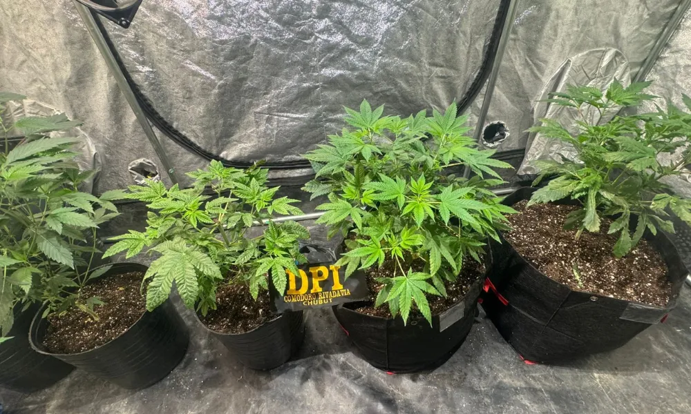 plantas de marihuana