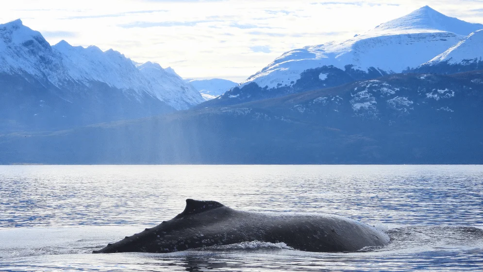 Mantener distancia y evitar maniobras que alteren el comportamiento de los animales es clave para protegerlos.