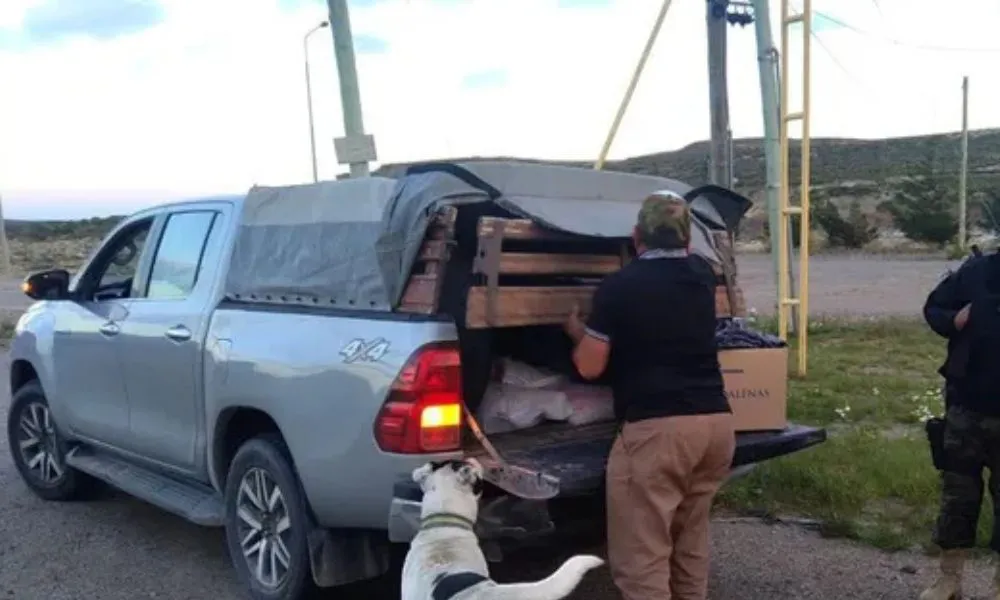 Camioneta con carne ilegal