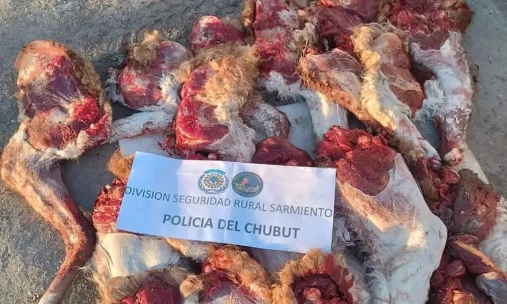 Carne de Guanaco