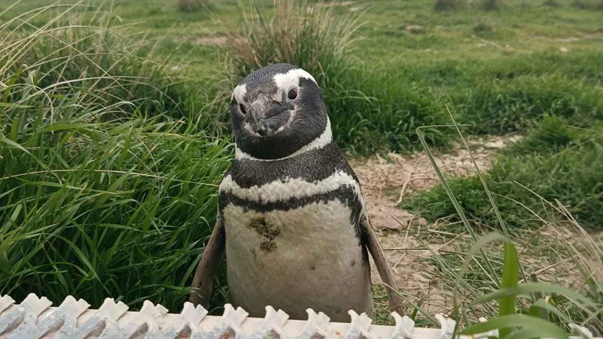 Pingüinos en Cabo dos Bahías