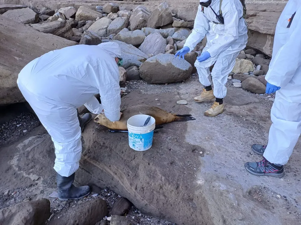 Gripe Aviar Imagen ilustrativa