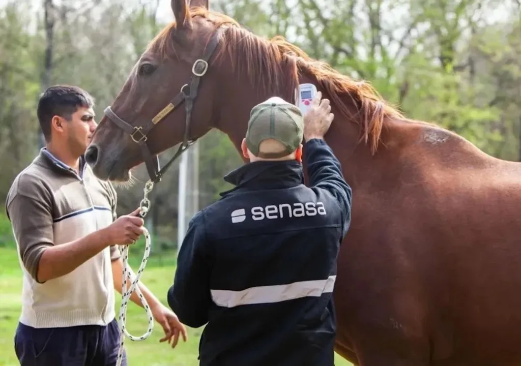 Encefaliomelitis equina