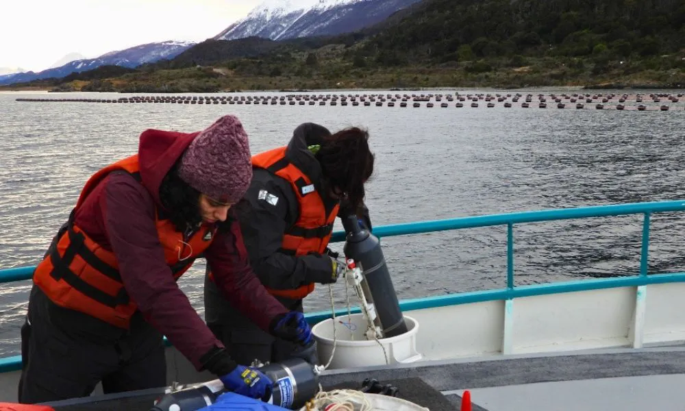 La ciencia en el Beagle abre la puerta a una industria de mejillones en Ushuaia