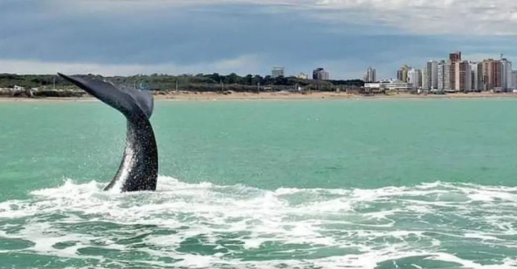 necochea ballenas