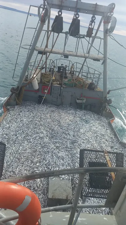 Captura de anchoita en Puerto Rawson