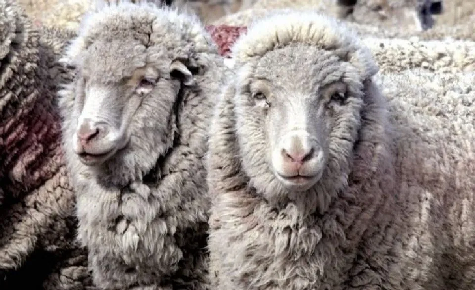 oveja lana