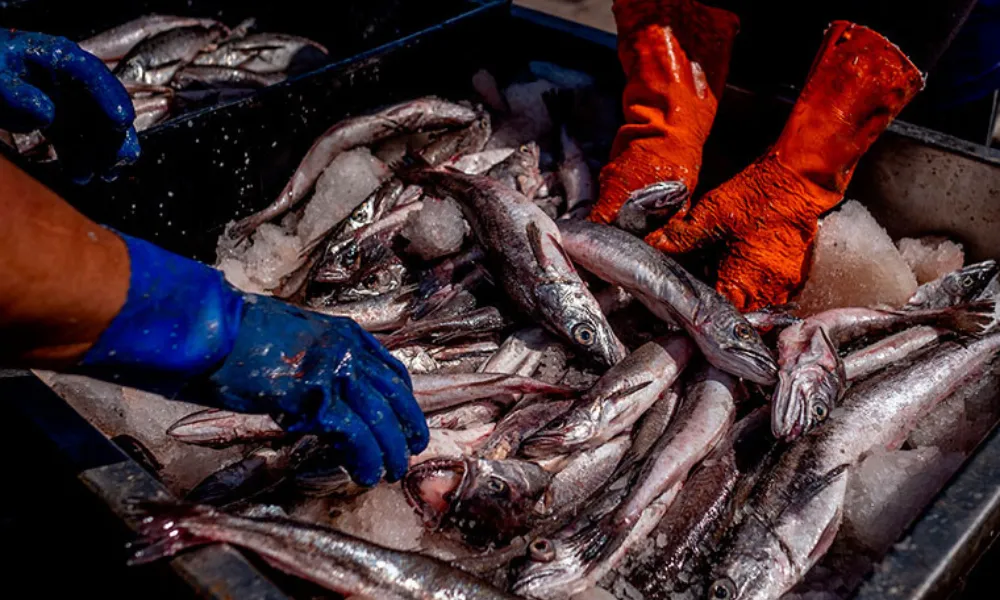 Pesca