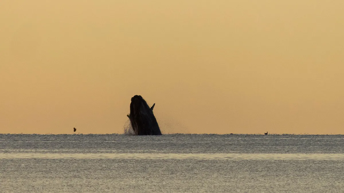 Amanecer y ballenas en Puerto Madryn por Darío Sander