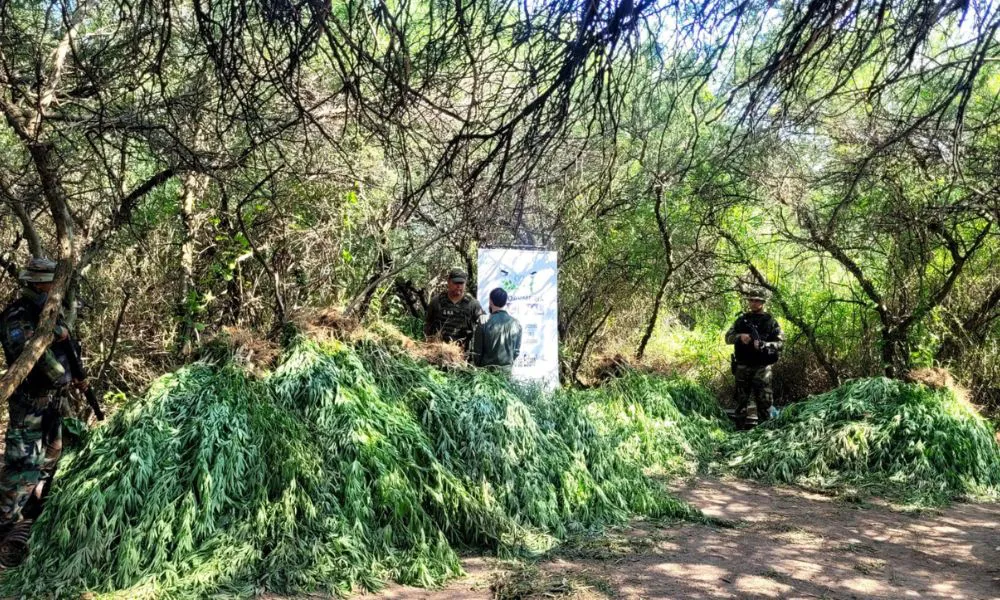 Hallan 1.210 plantas de marihuana