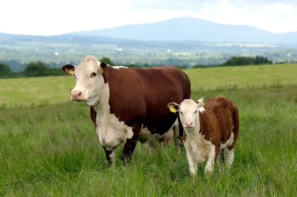 Vaca Hereford