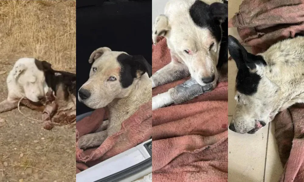Perro maltratado