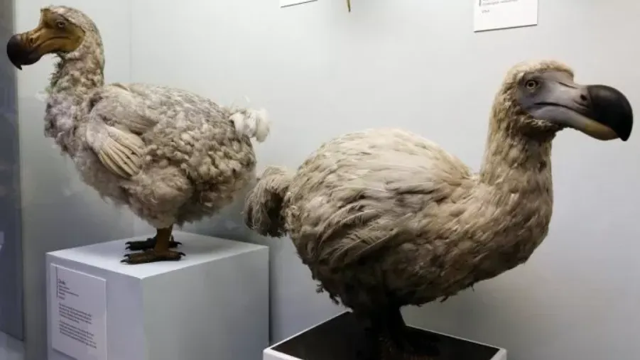 dodo