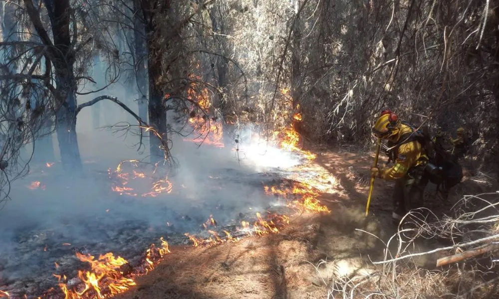 Incendio en el Parque Nacional Los Alerces