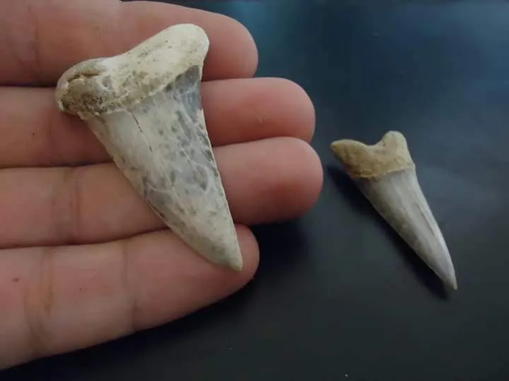 Paleontologico 1