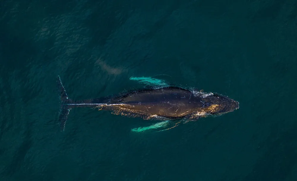 Ballena Chubut