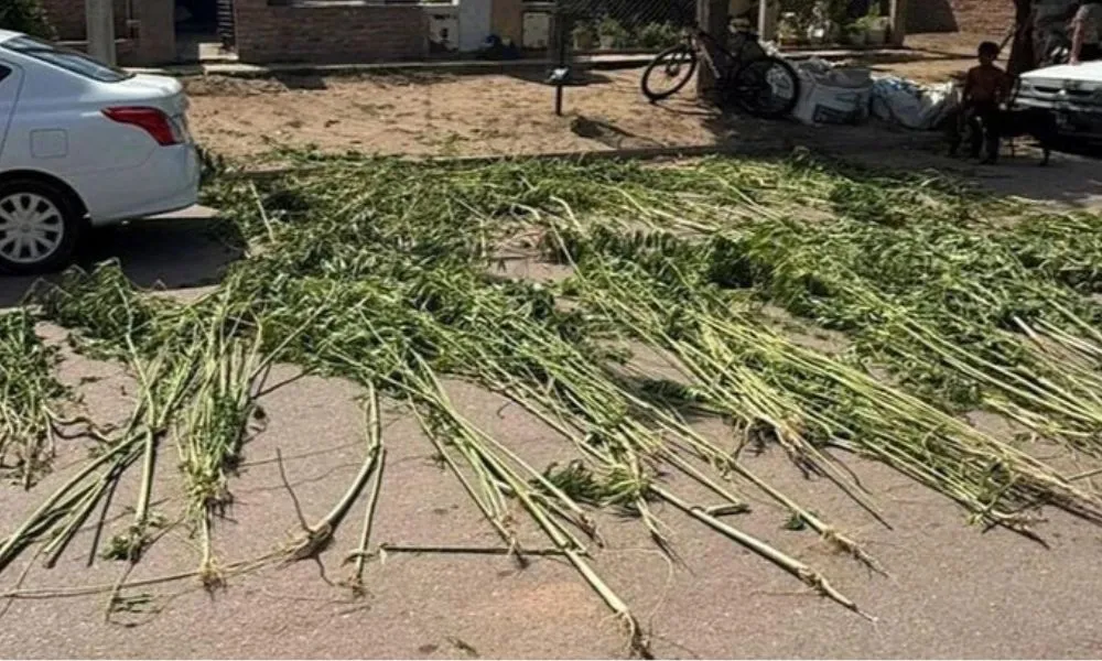 Secuestran más de cien plantas de marihuana foto La Arena