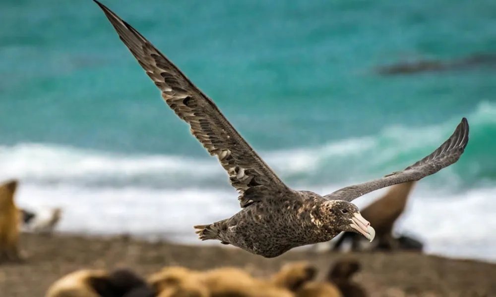 Petrel Gigante del Sur