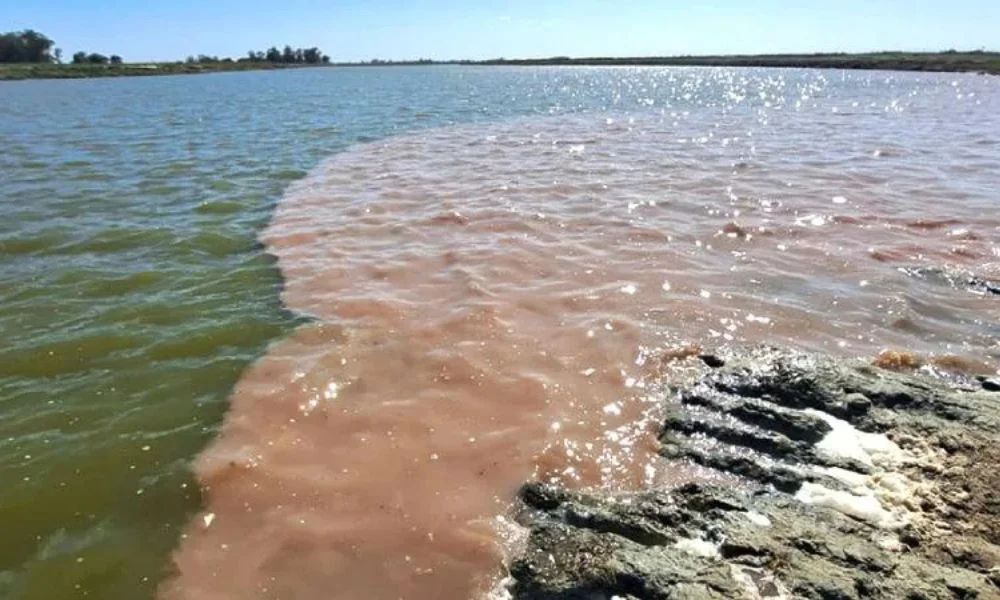Procesan a presidente de frigorífico por contaminar el Salado