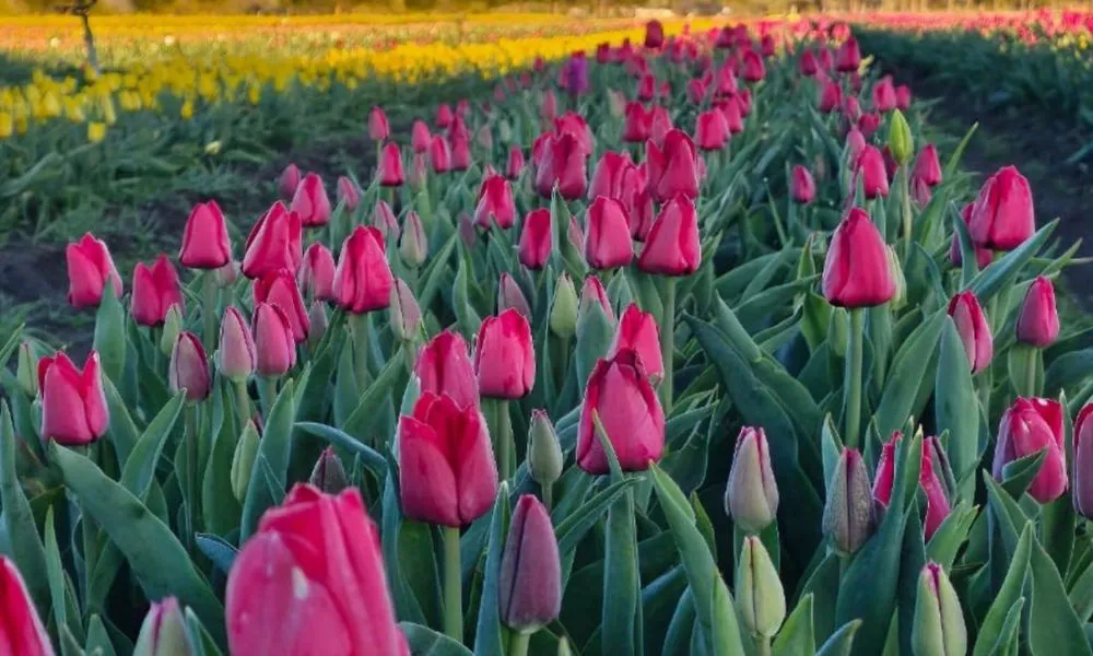 Tulipanes Patagonia amplía sus campos en 28 de Julio