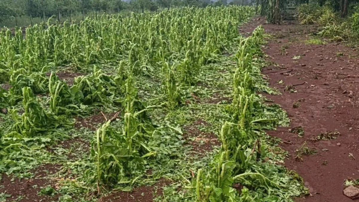 Destrucción de 90 mil plantas de tabaco por fuerte temporal