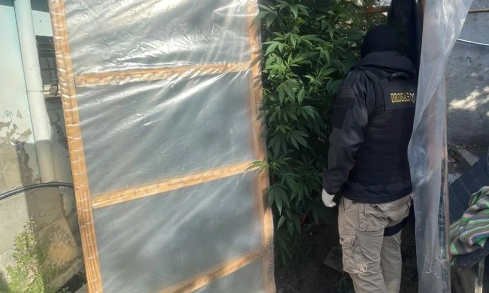 Cannabis que crecía puertas adentro en Esquel