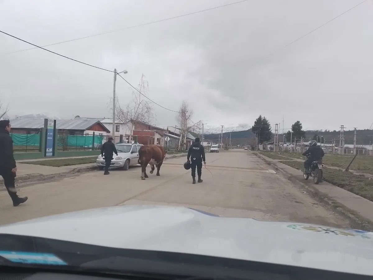 El toro llevado a la comisaría