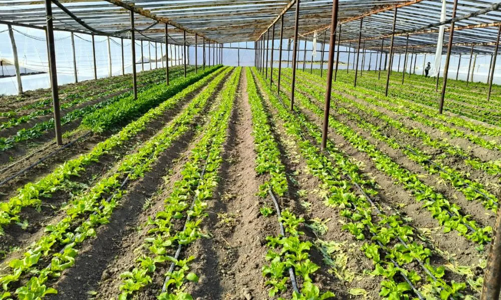 Trelew avanza con un proyecto hortícola junto a la empresa Sueño Verde