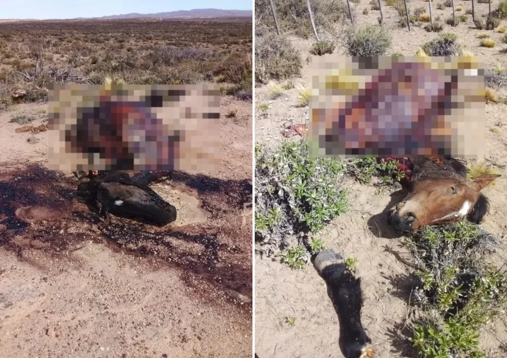 Matanza incomprensible de caballos en Paso de Indios
