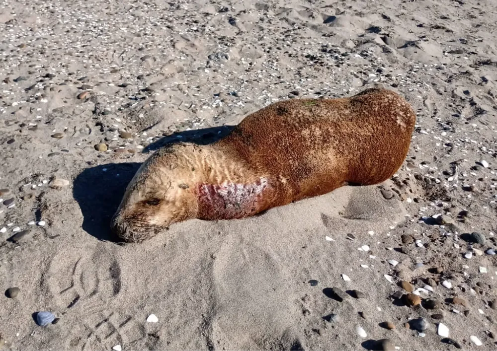 Lobito marino muerto por ataque de perros