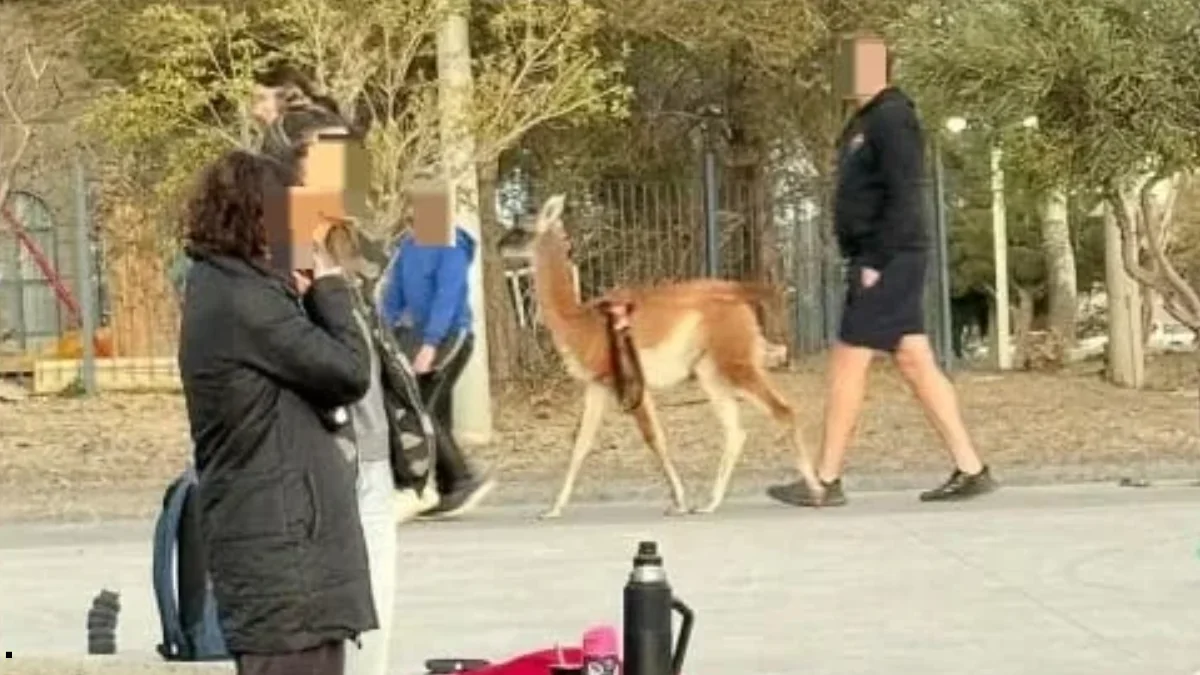 Guanaco con retal