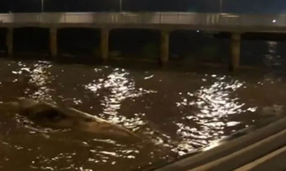 Ballena muerta en la Costanera del Río de la Plata