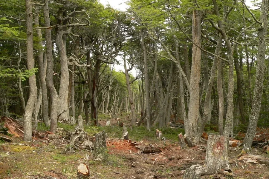 Bosques nativos