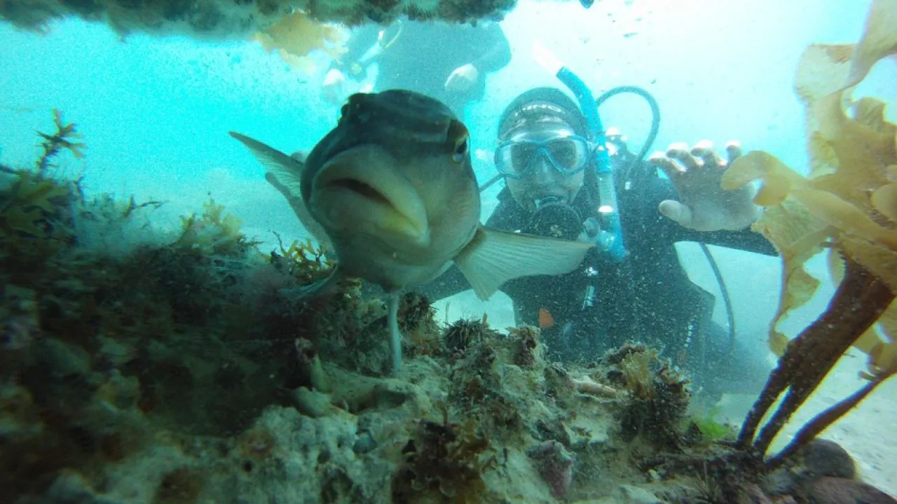 Madryn y el uso limitado de sus áreas submarinas