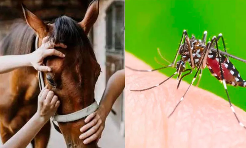 Encefalitis Equina