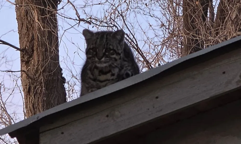 Gato montés en puerto Madryn