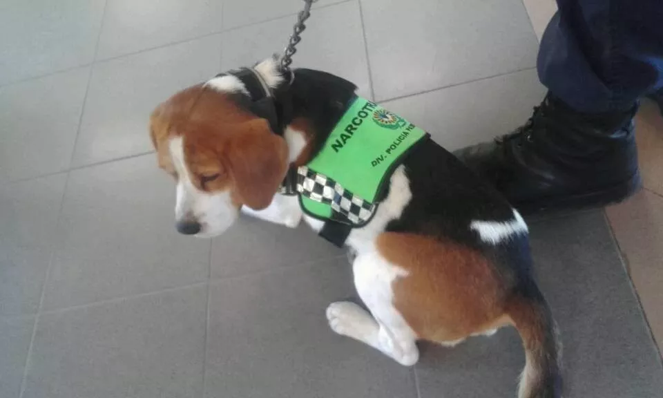 Canqu, perro de la división antidrogas de la Policía del Chubut.