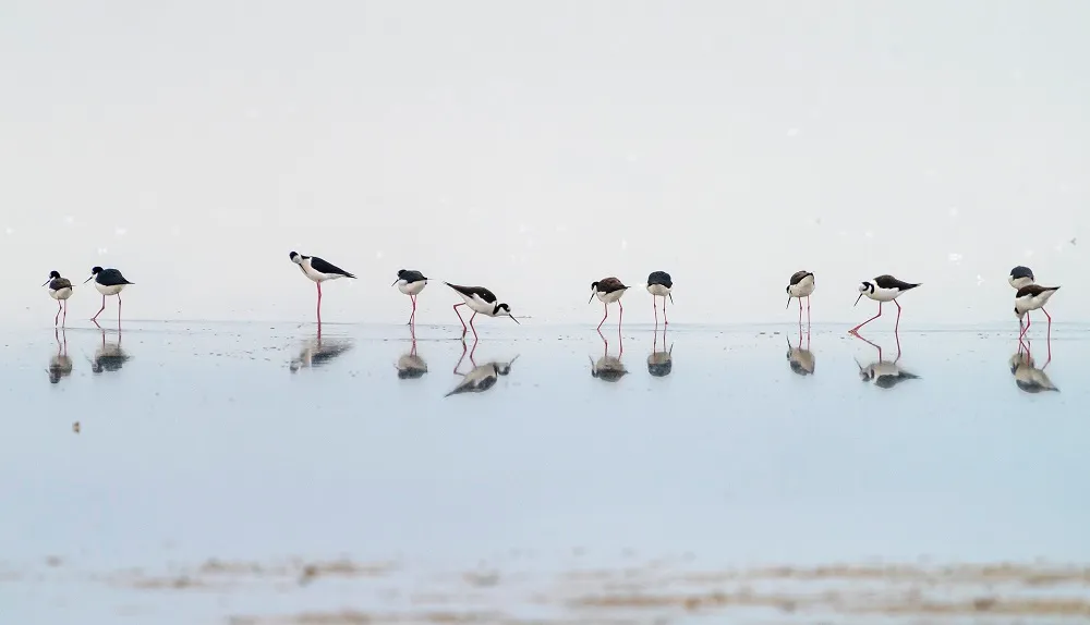 HUMEDALES Foto: Darío Podestá