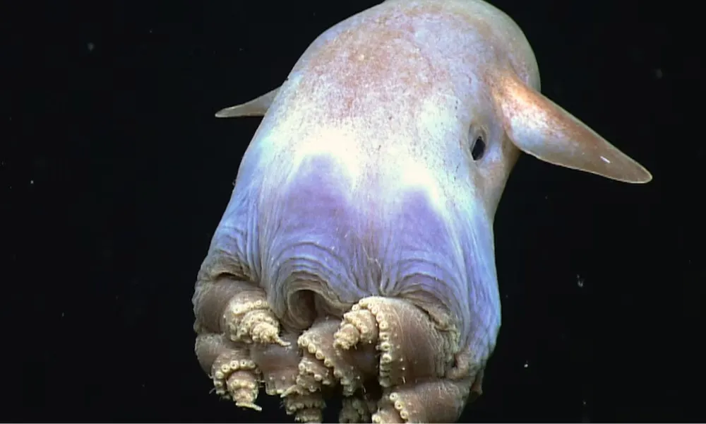 El pulpo Dumbo argentino (2)