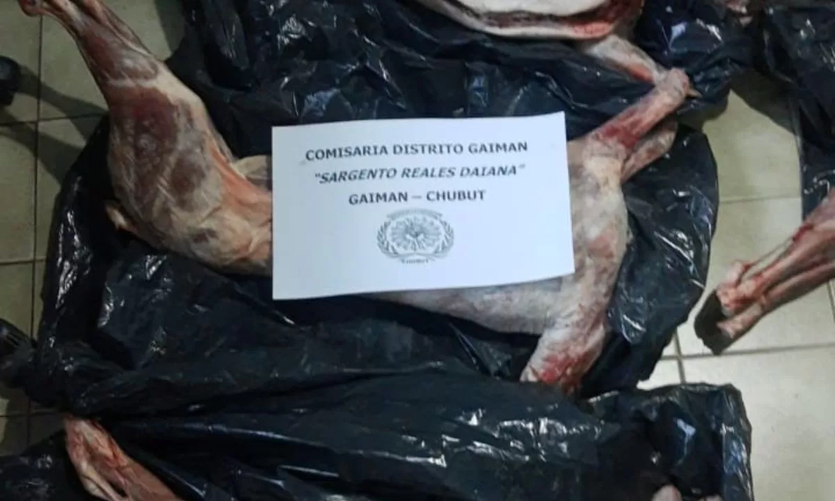 Animales faenados en allanamiento Trelew 1